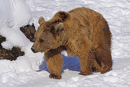 nature park, bear enclosure, snow, bear, winter, animal, wildlife