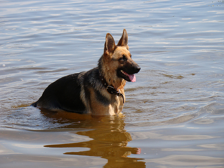 dog, shepherd, in the water, river, ripple, sun