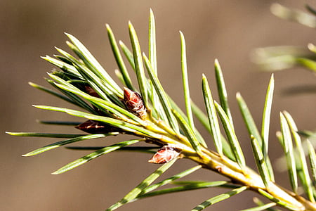 pine needles, spring, frühlingsanfang, spruce, picea, genus, pine family