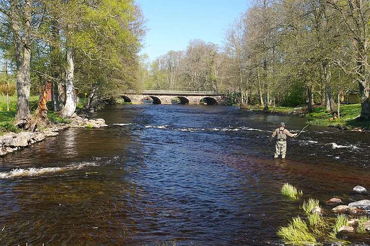 sweden, stream, river, man, fly fishing, casting, summer