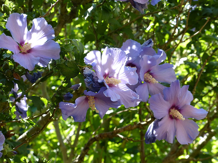 mallow, flowers, holyhook, flora, purple, petals