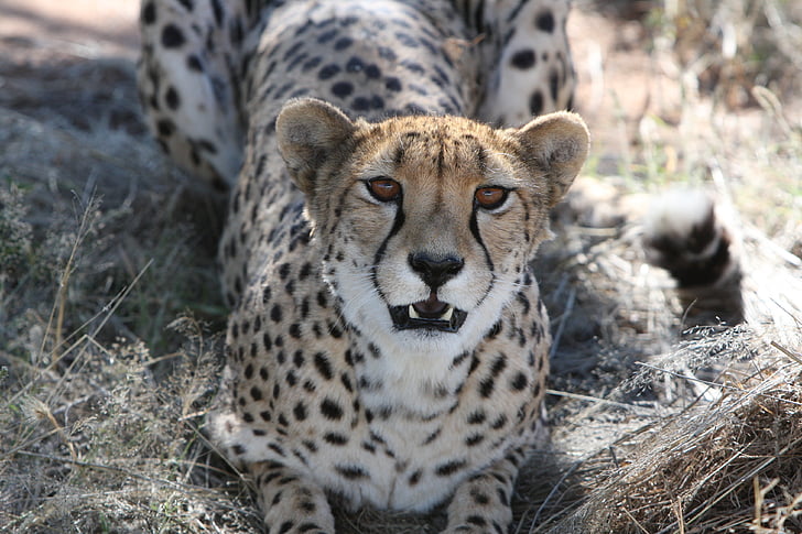 gepards, plēsoņa, Namībija, savvaļā, daba, tuksnesī, Safari