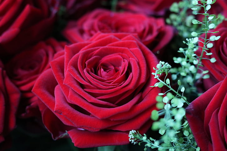 růže, červená, květ, Bloom, červená růže, růžové květy, květ