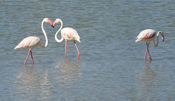 pink flemish, bird, feathers, neck, beak, couple, nature