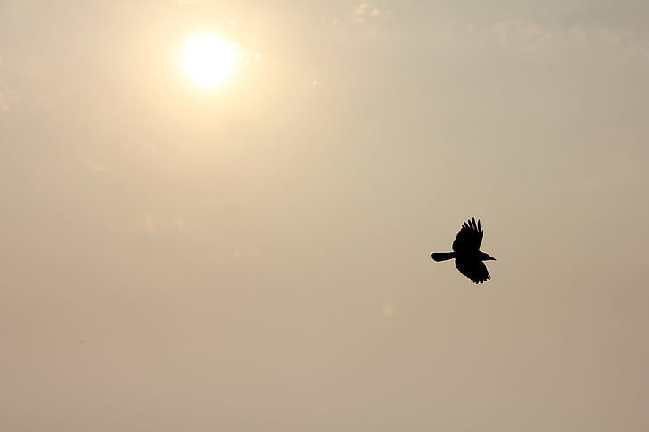 flying, bird, dom, silhouette, sky, flight, nature
