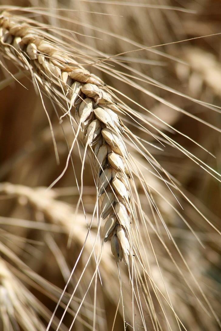 Các máy gieo hạt, thu hoạch, lúa mì, cornfield, Wheatfield, ngũ cốc, nông nghiệp