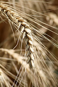 sėjos, derliaus, kviečių, Niva, wheatfield, grūdų, žemės ūkis