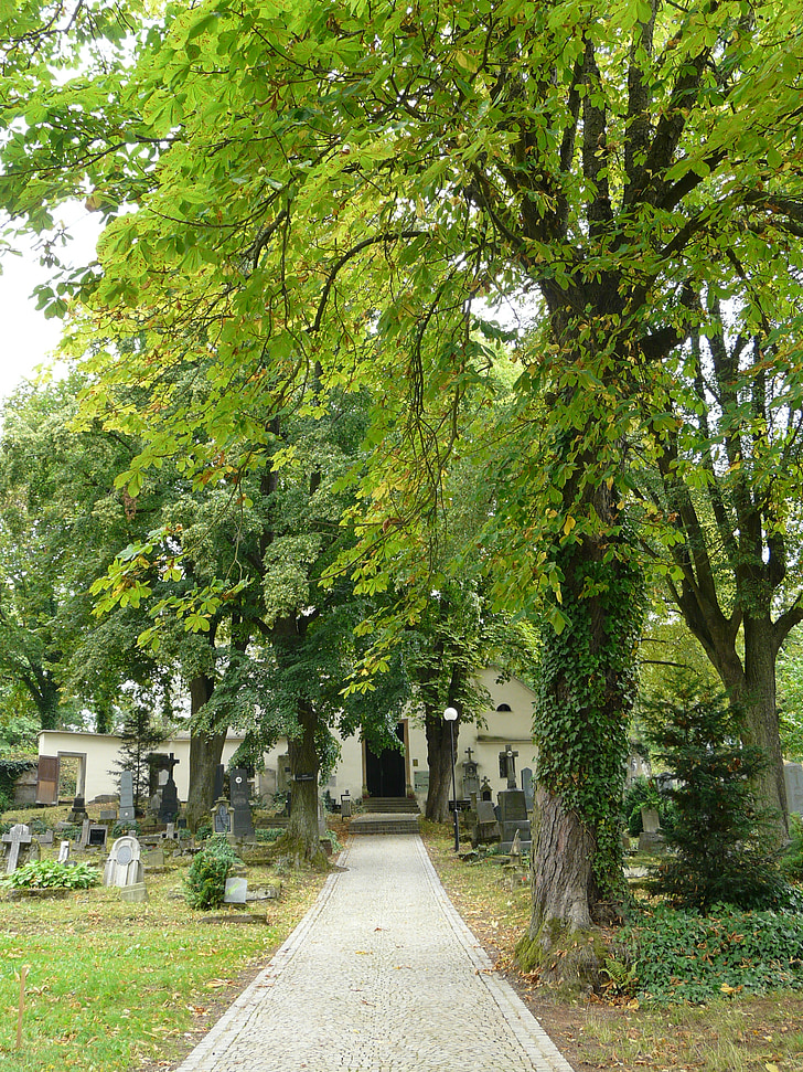 kirkegård, seværdigheder, træer