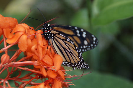 Danaos plexippus, kupu-kupu, Kepulauan Canary, Tenerife, Spanyol, kupu-kupu Monarch, Monarch