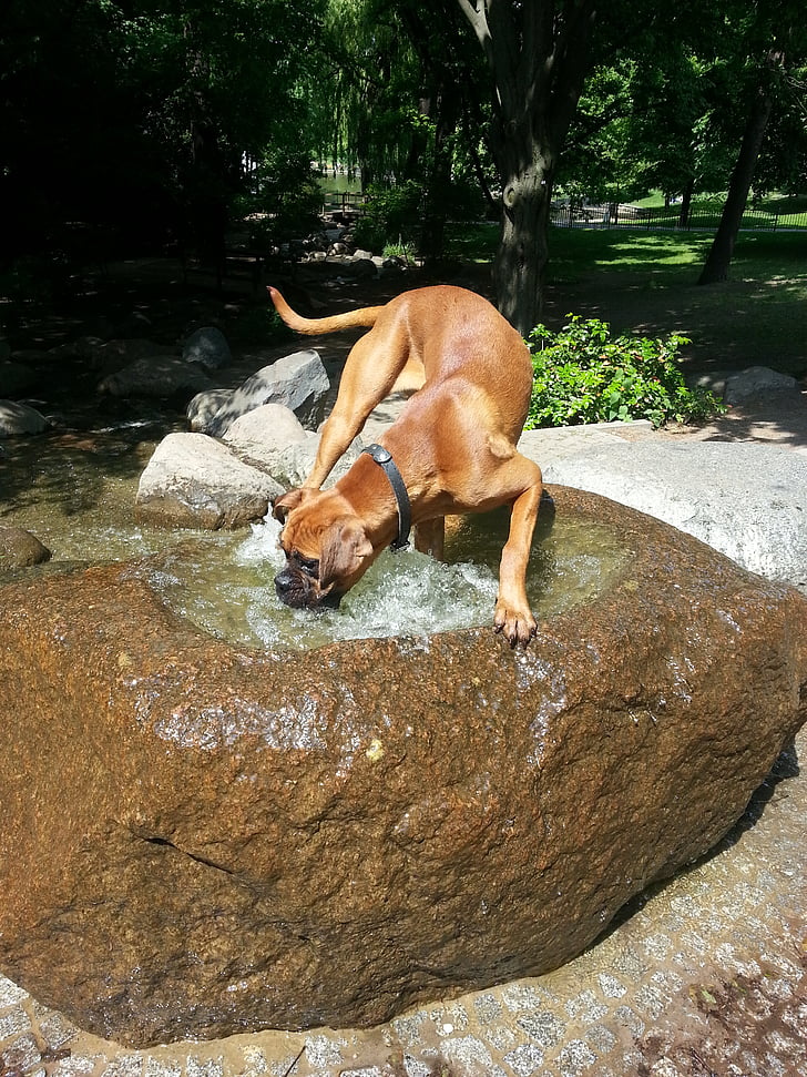 boxer, plays, water, play, fountain, park, summer
