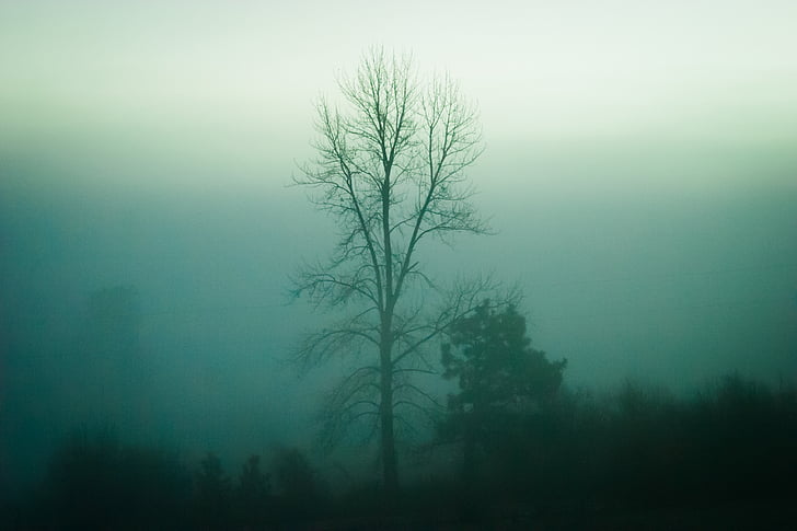 sylwetka, bezlistnych, drzewo, mgła, w ciągu dnia, drzewa, Natura