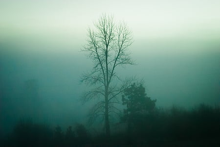 silueta, bezlisté, strom, mlha, Délka dne, stromy, Příroda
