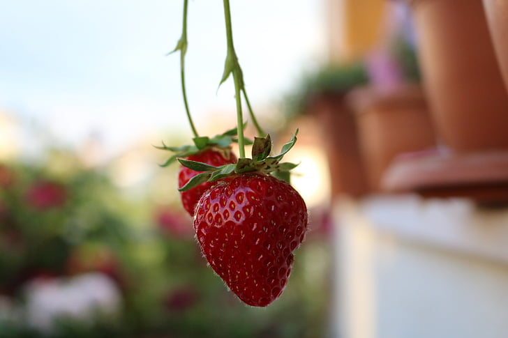 red, strawberry, garden