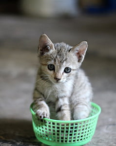 gatito, gato, cesta, lindo, mascota, felino, animal