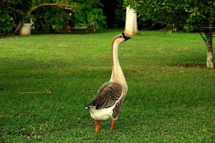 goose, ave, field, nature, fauna, royalty, unit