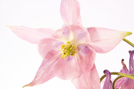 Columbine, kukka, Blossom, Bloom, kasvi, vaaleanpunainen, Aquilegia