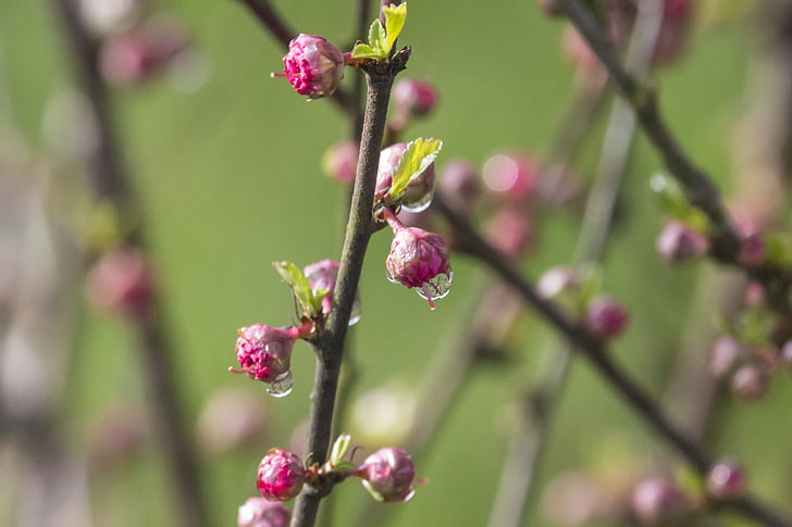 musim semi, Dewdrop, amandel, tanaman, kelezatan, almond, berbunga