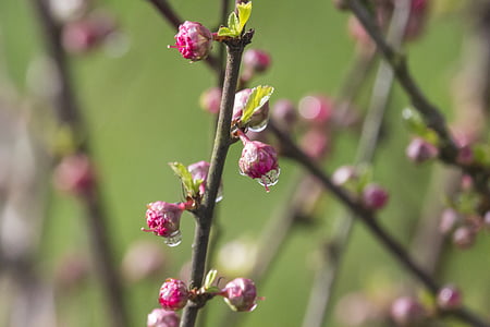 printemps, goutte de rosée, amygdale, plante, la délicatesse, amande, floraison