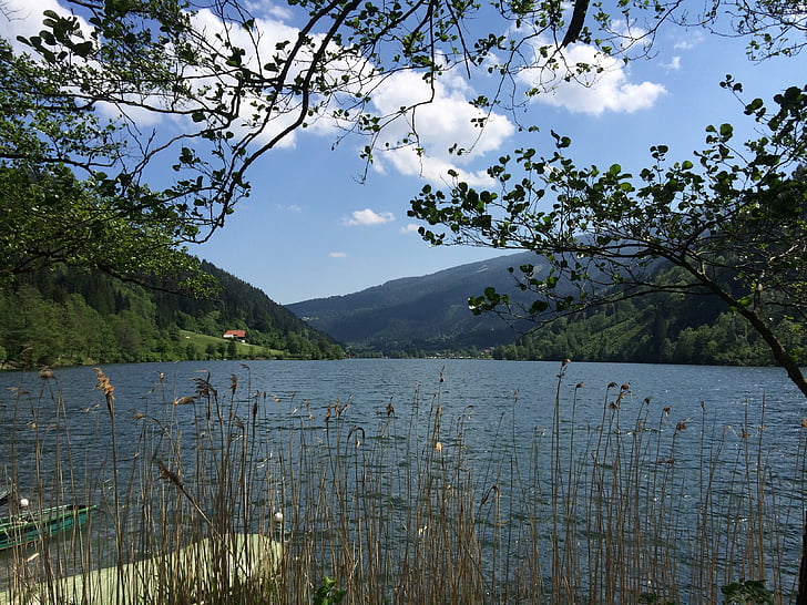 Lac de wolfgang, roseau, reste, nature, paysage, Lac, eau