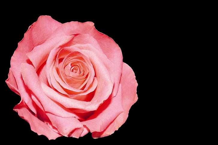 ökade, Rosa, Blossom, Bloom, trädgård rosor