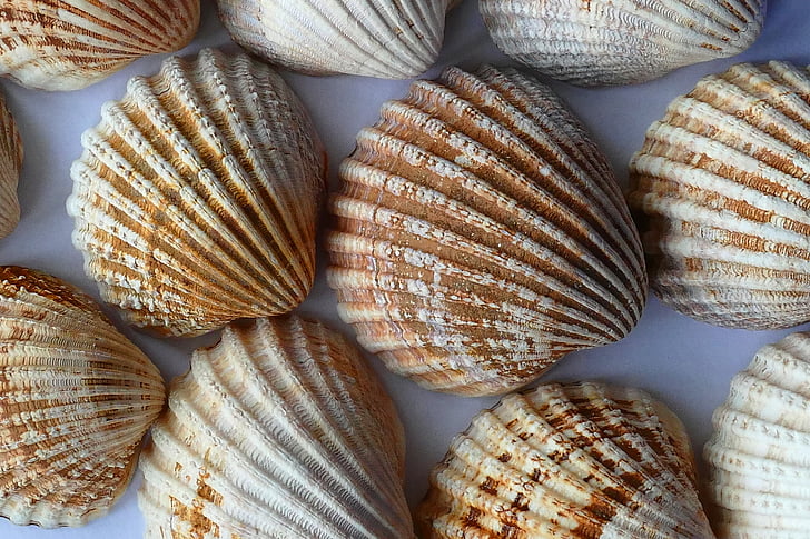 sea, shell, clam, ocean, sea shells, beach, sand