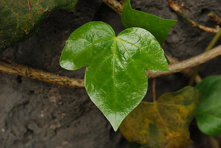 Bright leaf, daba, zaļa, atstāj, zaļas lapas