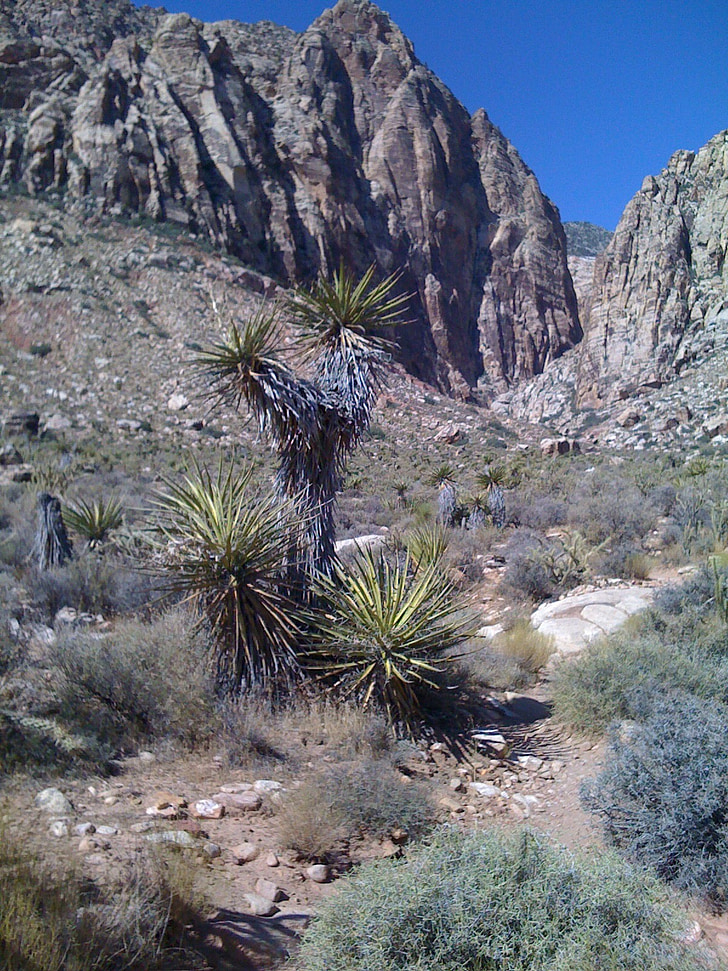 Cactus, Trail, öken, sökväg, vandring, bergen, dalen