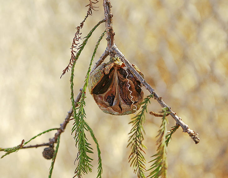 bald cypress, seeds, branch, fruit, taxodium distichum, nature, insect