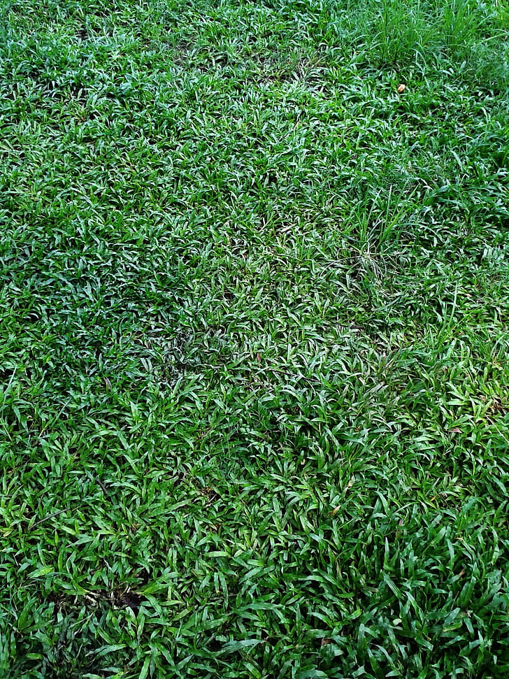 зелени листа фон, трева, зелена трева, зелени къдрави листа фон, зелен фон, фон, листа