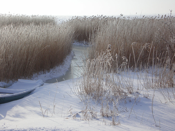 winter, wintry, bank, reed, hoarfrost, nature, snow