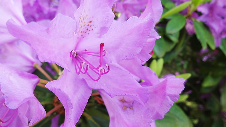 Rhododendron, violetti, uistin, kevään, Puutarha, Blossom, Bloom