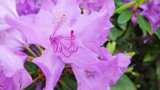 Rhododendron, Violeta, vilinājums, Pavasaris, dārza, zieds, Bloom