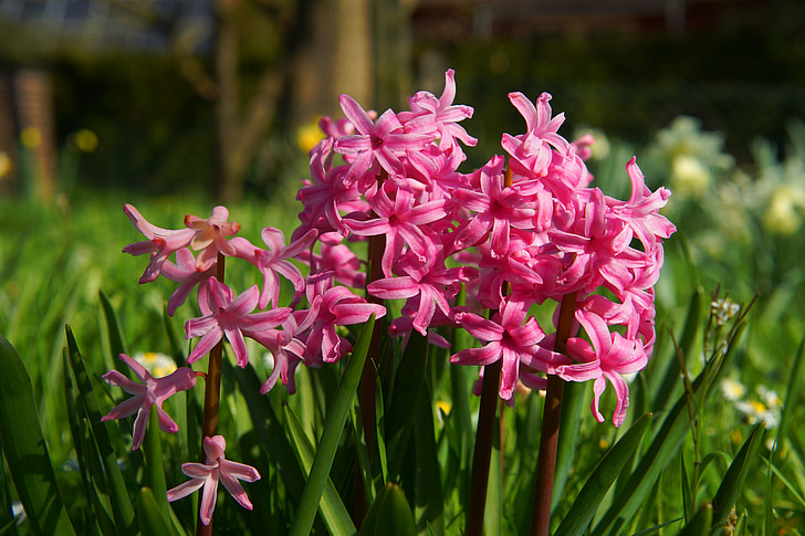 Hyacint, květiny, modrá, Příroda, závod, zahrada, jaro