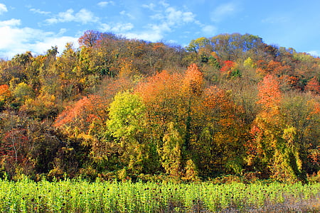 jeseni, listi, gozd, narave, Jesenski gozd, kostanjevi listi, zlati jeseni