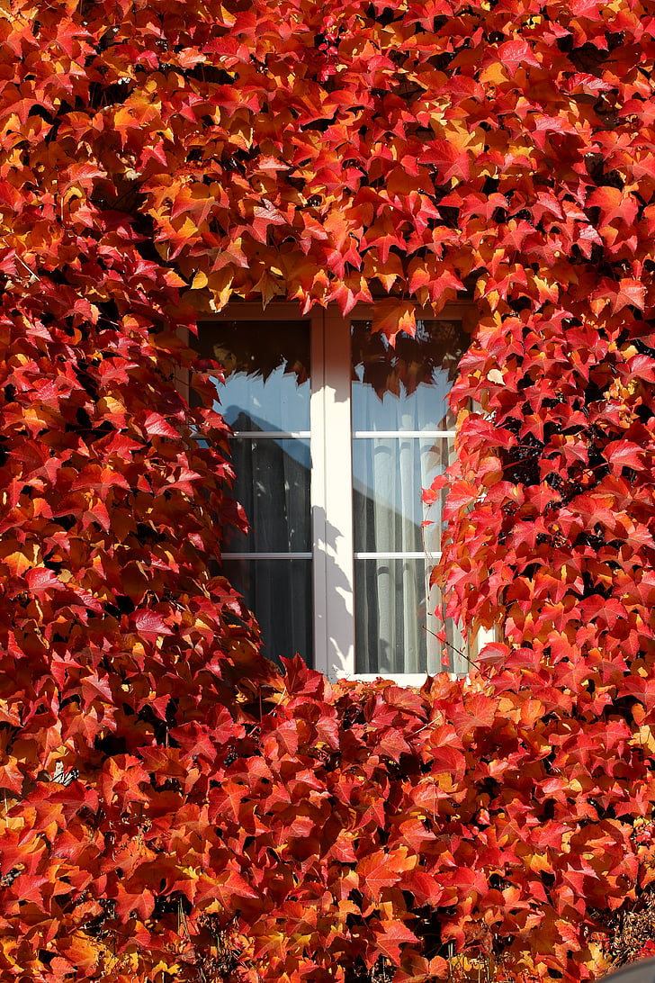 prozor, vinove loze, jesen