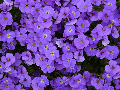 flor, azul, naturaleza, flor, floración, planta, Fondo