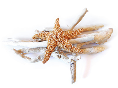 starfish, dried, driftwood, decorative, marine, sea, beach