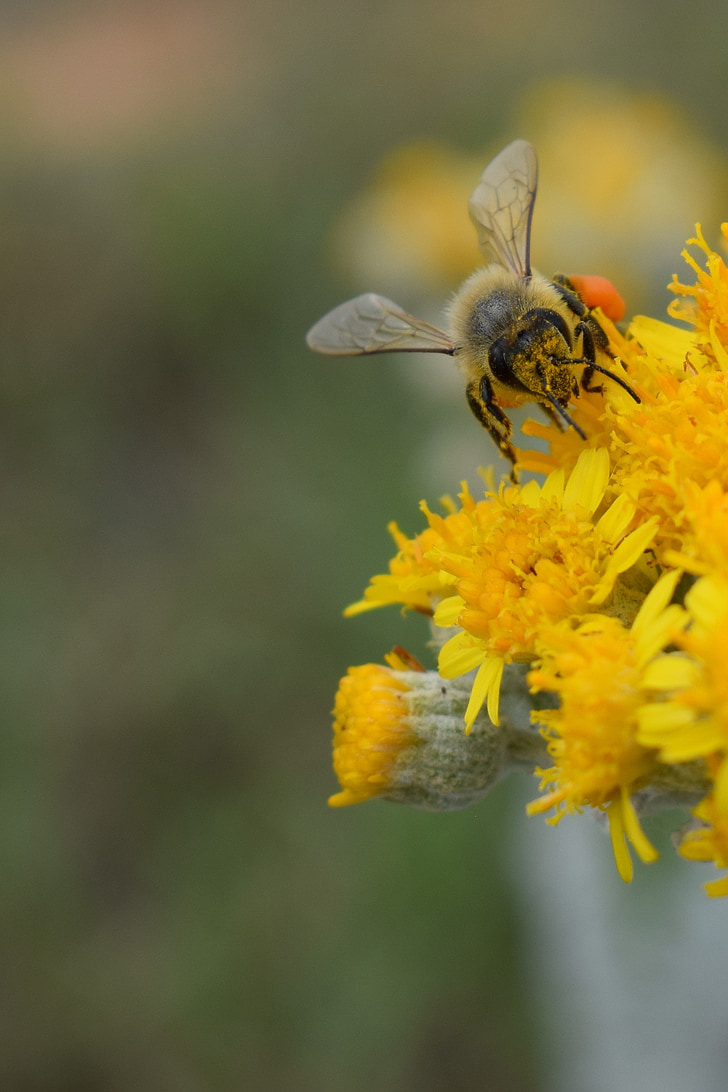 γονιμοποίηση, μέλισσα, λουλούδι, Κίτρινο, άνοιξη, φύση, έντομο