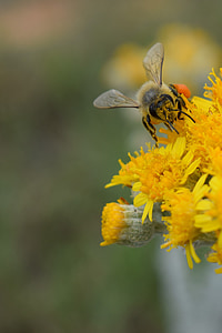 befrugtning, Bee, blomst, gul, forår, natur, insekt