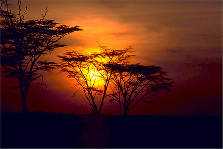 Саванна, Захід сонця, Африка, краєвид, небо, дерева, помаранчевий