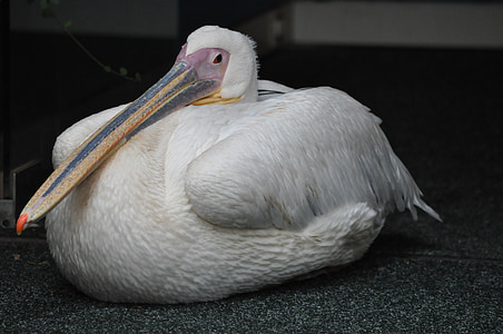 mascota, Pelican, aves nunca ha sido