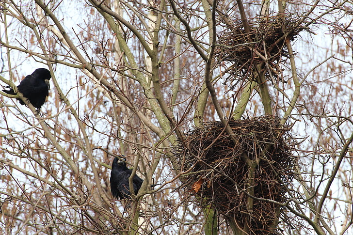 bird nests, crow, nests, crow's nests, birds, nest, animal