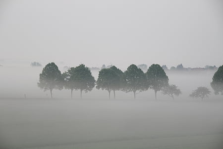 дървета, мъгла, пейзаж, атмосфера, природата, дърво, мъгла