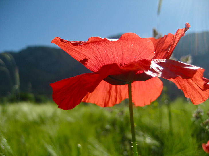 poppy, blossom, bloom, flower