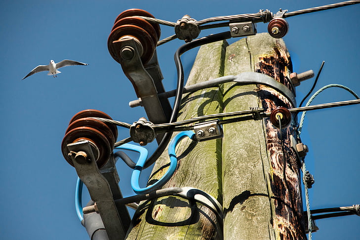 Seagull, huidige, strommast, hout, houten mast, Bremerhaven, vogel