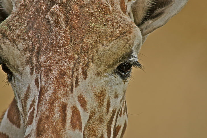 žirafe, zooloģiskais dārzs, dzīvnieku, acs, spalva, aizvērties