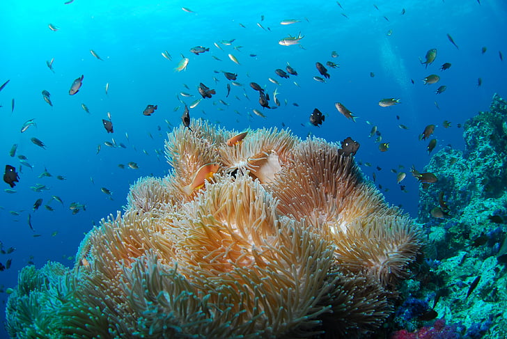 Potápanie, pod vodou, more, Scuba, Reef, zviera, Príroda