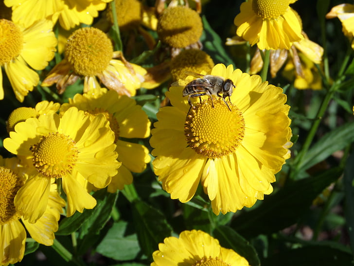 méh, virág, sárga, természet, rovar, Blossom, Bloom