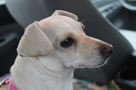 câine, Chihuahua, animale, animal de casă, drăguţ, salvare, canin