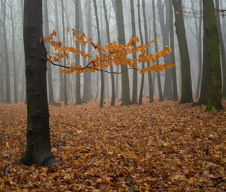 ομίχλη, δάσος, φύση, δέντρο, Χειμώνας, φύλλα, ουρανός